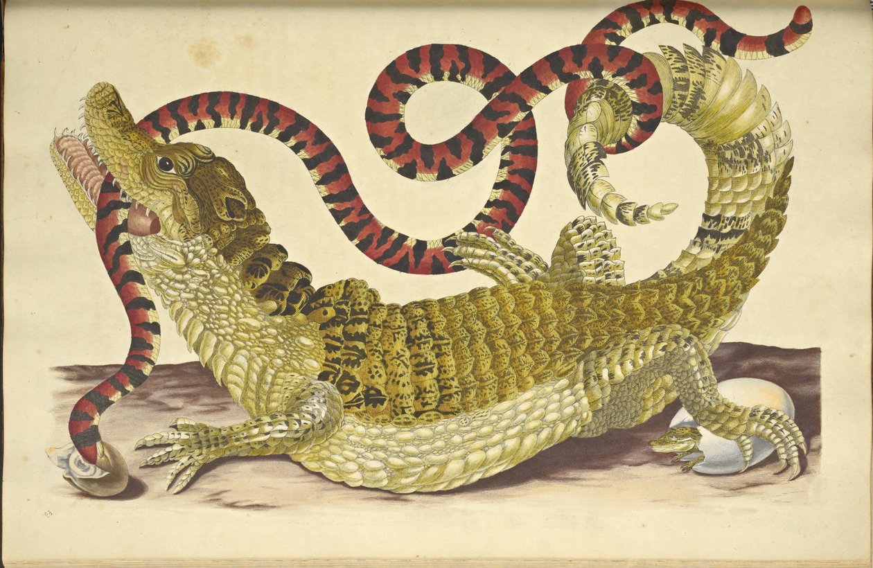 Glasögon Caiman Caiman crocodilus and a False Coral Snake, 1705. av Maria Sibylla Merian