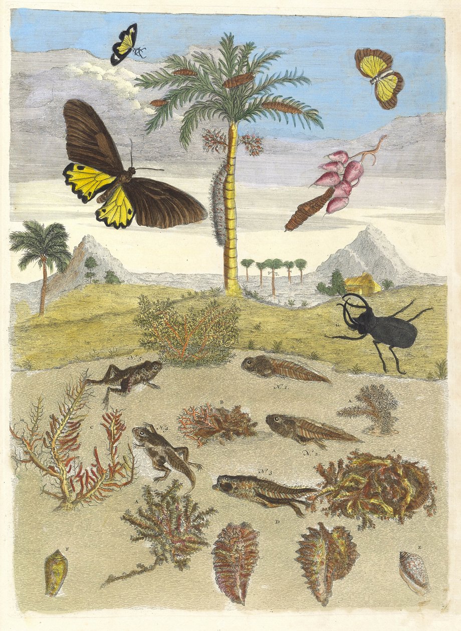 Hjortbagge, amfibier och palmer. Ur boken Metamorphosis insectorum..., 1705. av Maria Sibylla Merian
