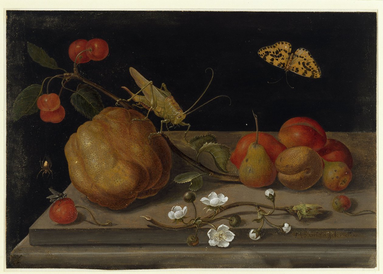Stilleben med frukter, en gräshoppa och en fjäril av Maria Sibylla Merian