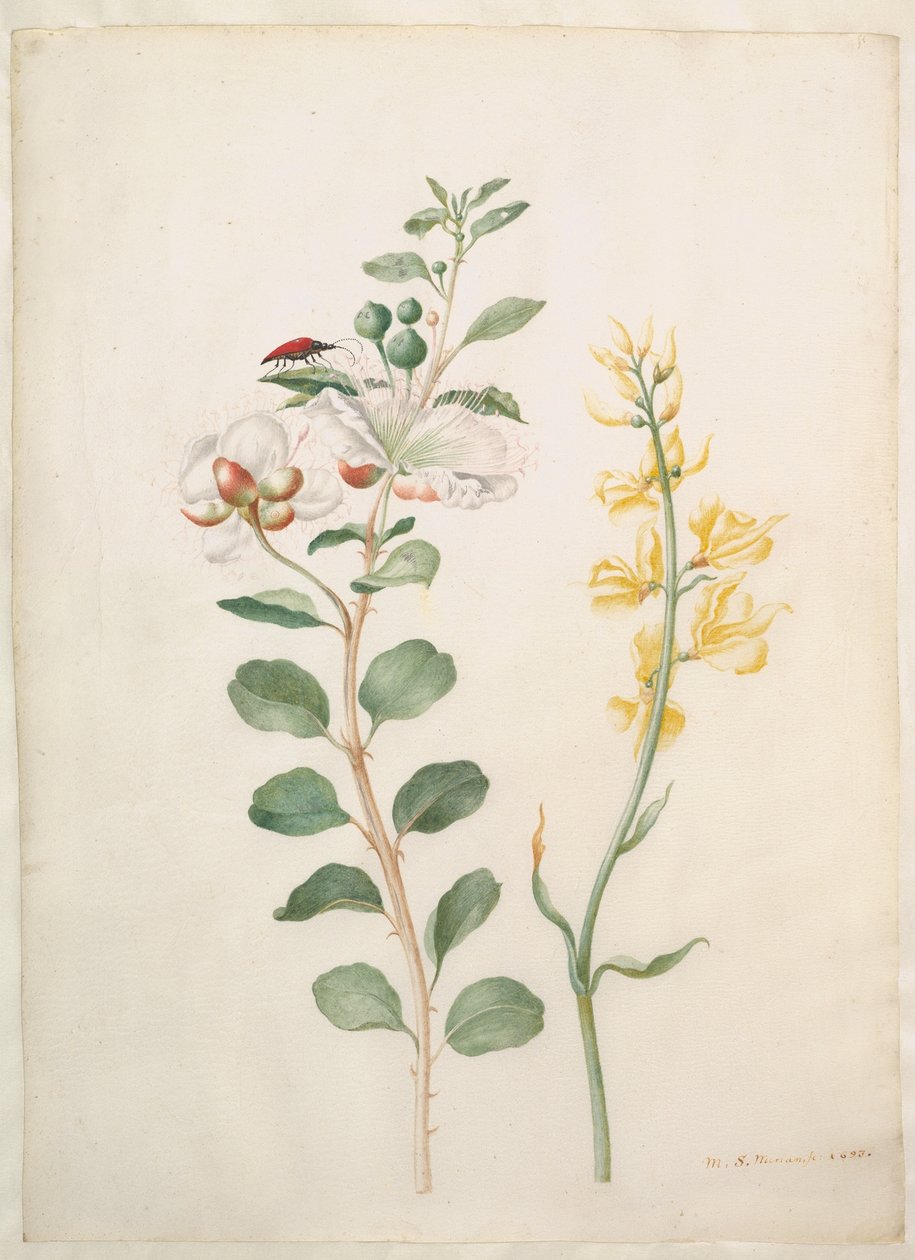 Studie av kapris, ginst och en skalbagge av Maria Sibylla Merian