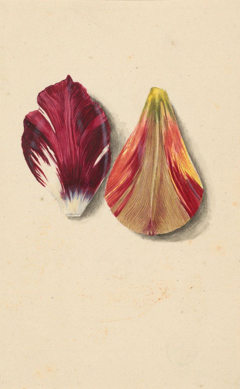 Två tulpanblad. av Maria Sibylla Merian