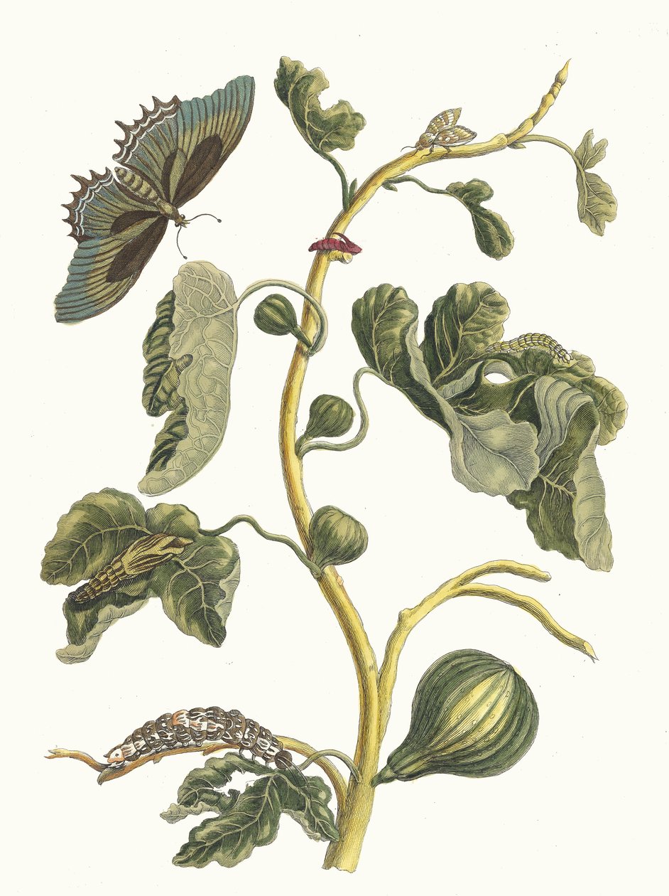 Vit Guava. Ur boken Metamorphosis insectorum Surinamensium, 1705. av Maria Sibylla Merian