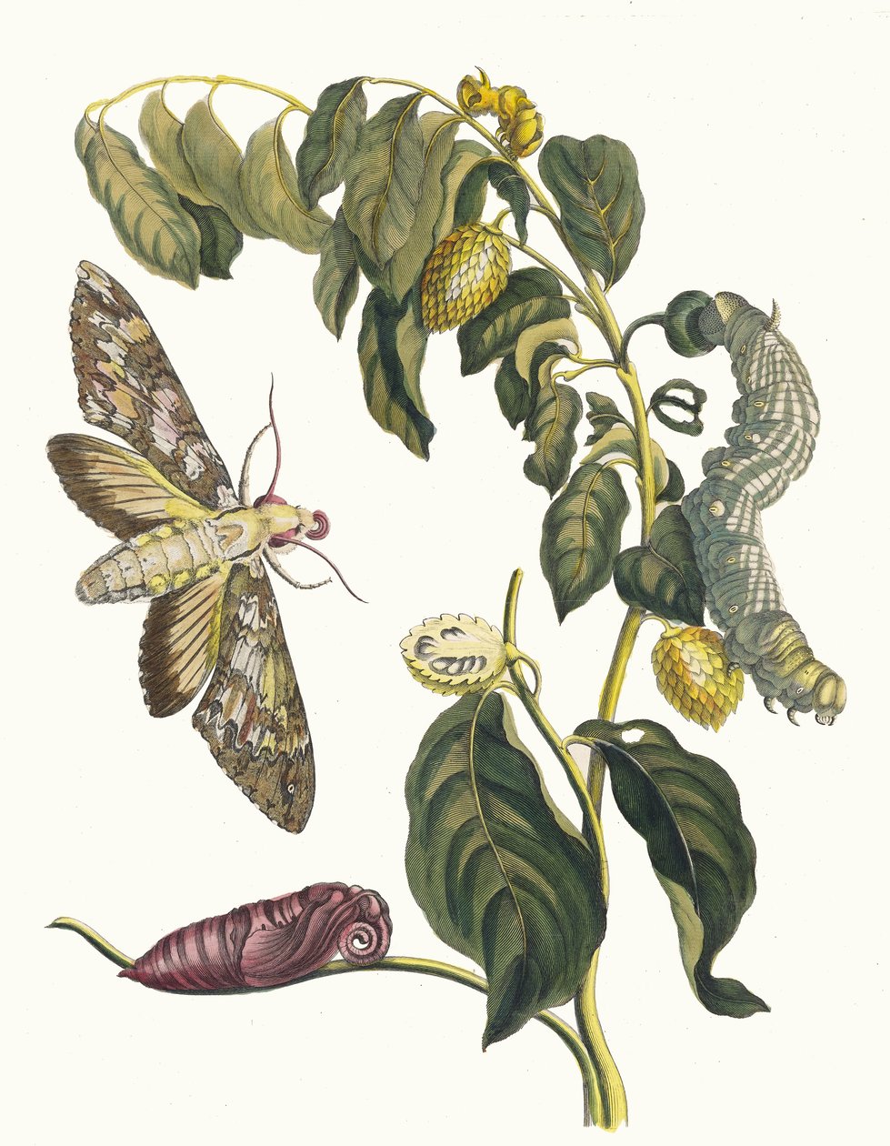 Zursak. Ur boken Metamorphosis insectorum Surinamensium, 1705. av Maria Sibylla Merian
