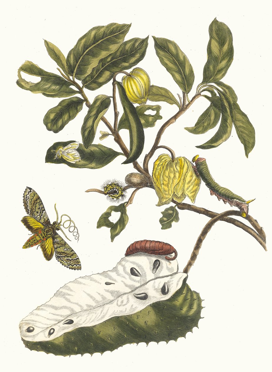 Zuursak. Ur boken Metamorphosis insectorum Surinamensium, 1705. av Maria Sibylla Merian