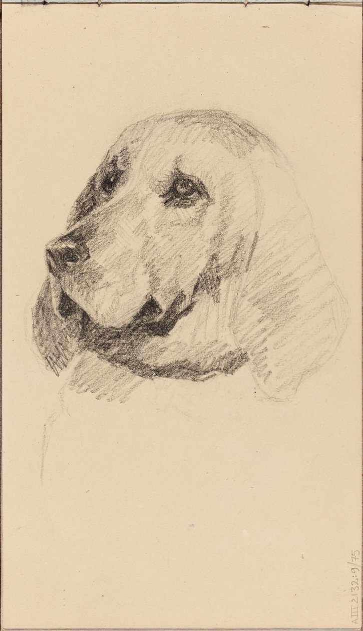 Huvud av en hund av Maria Wiik