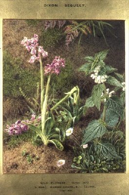Vilda blommor av Marian Emma Chase