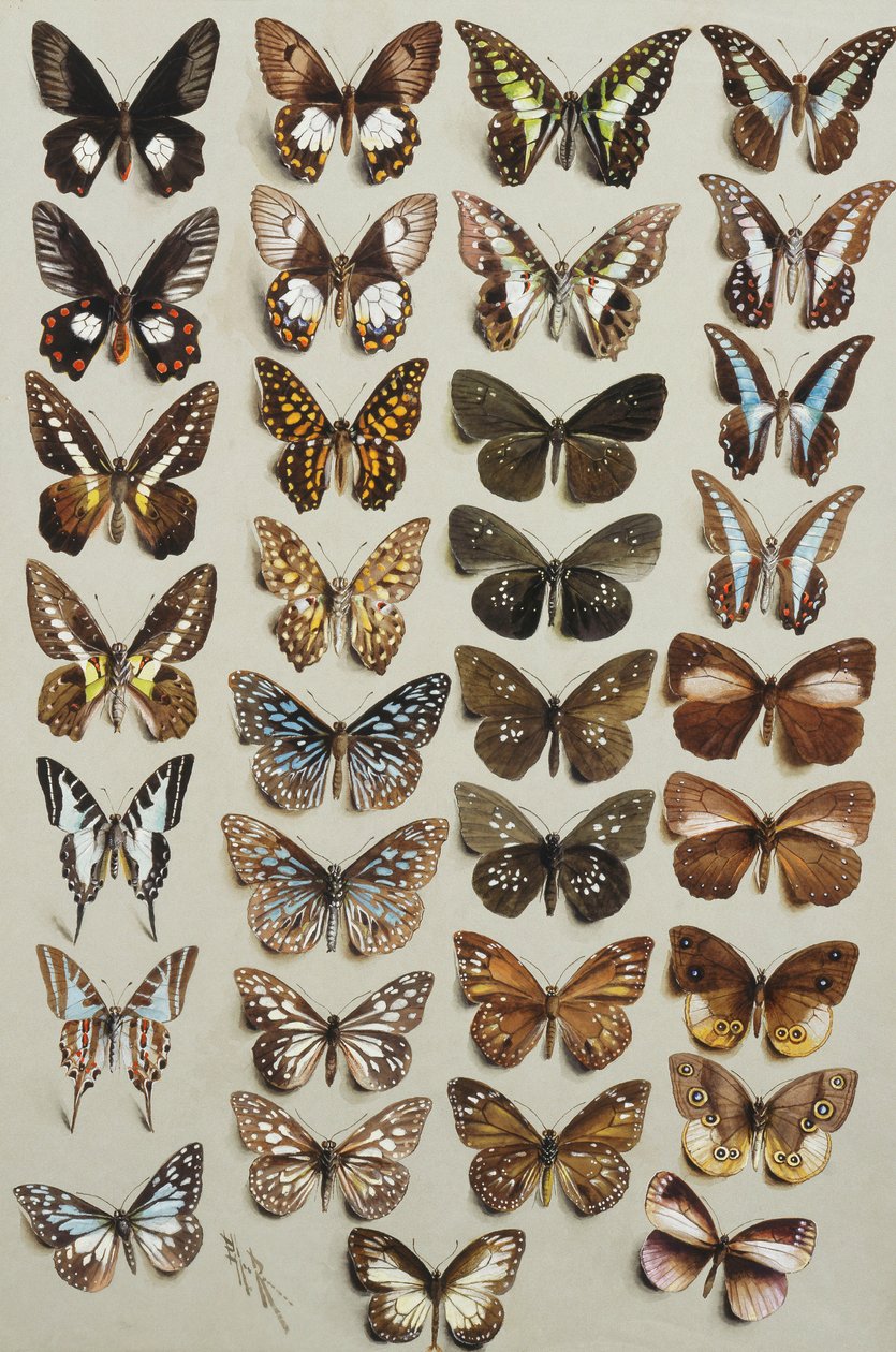 Trettiotre fjärilar, i fyra kolumner, tillhörande familjerna Papilionidae och Danainae, av Marian Ellis Rowan
