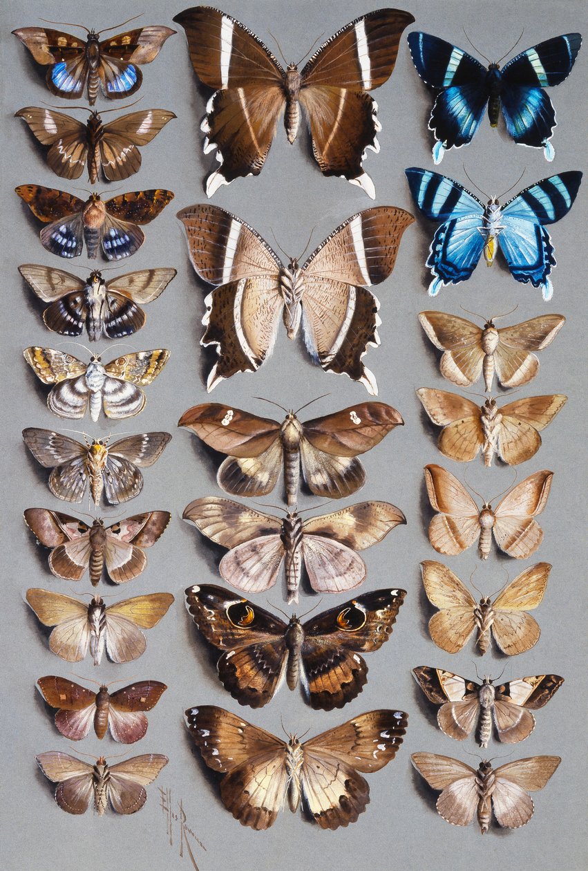 Tjugofyra nattfjärilar, i tre kolumner, mestadels tillhörande familjen Noctuidae av Marian Ellis Rowan
