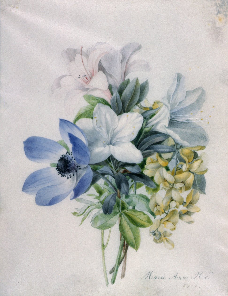 Anemone, blåregn og laburnum frø av Marie Anne