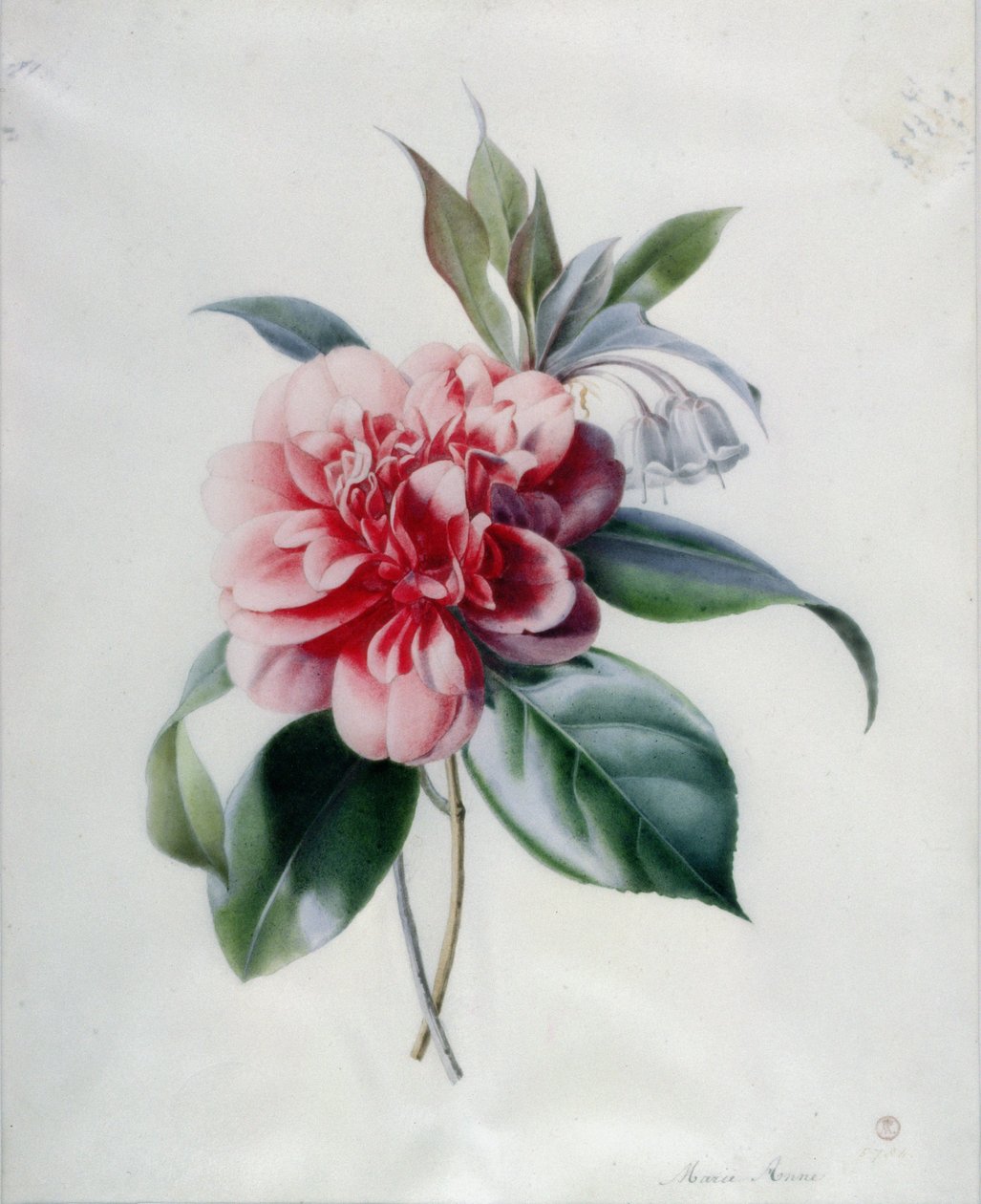 Camelliaswed av Marie Anne