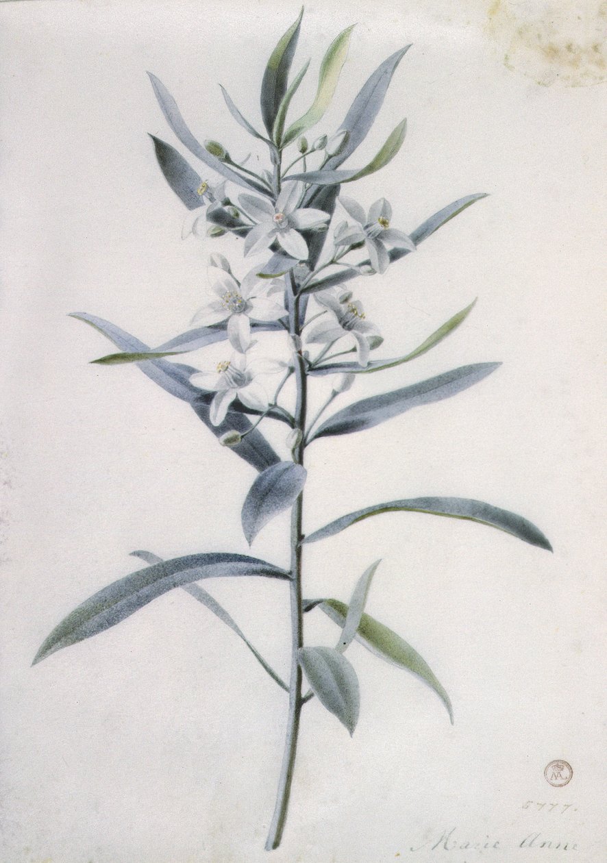 Blomsterstycken, 1700-tal av Marie Anne
