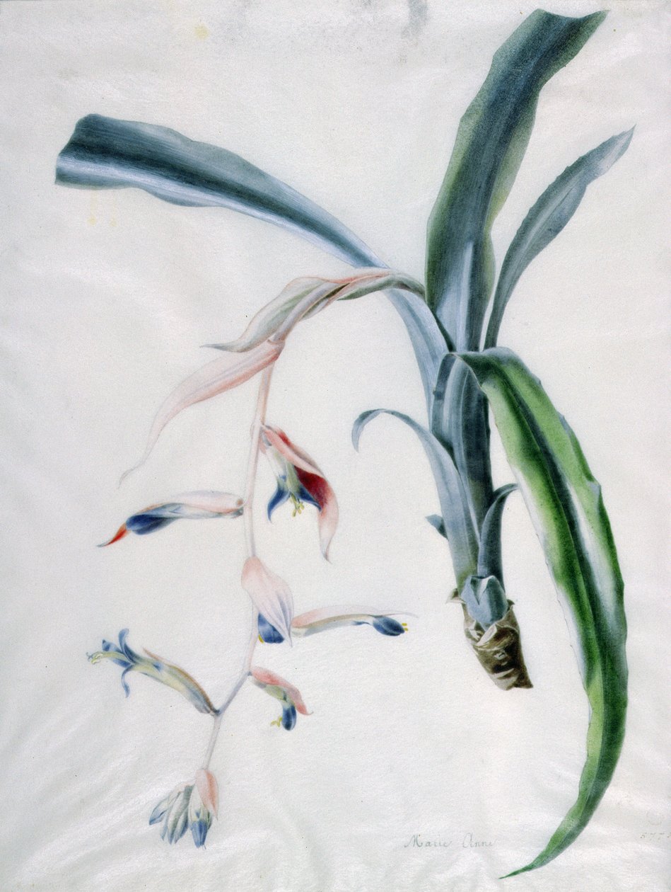 Orkidé, 1700-tal av Marie Anne