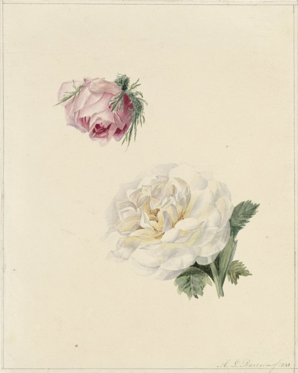 Studier av en rosa och en vit ros av Marie Louise Praetorius
