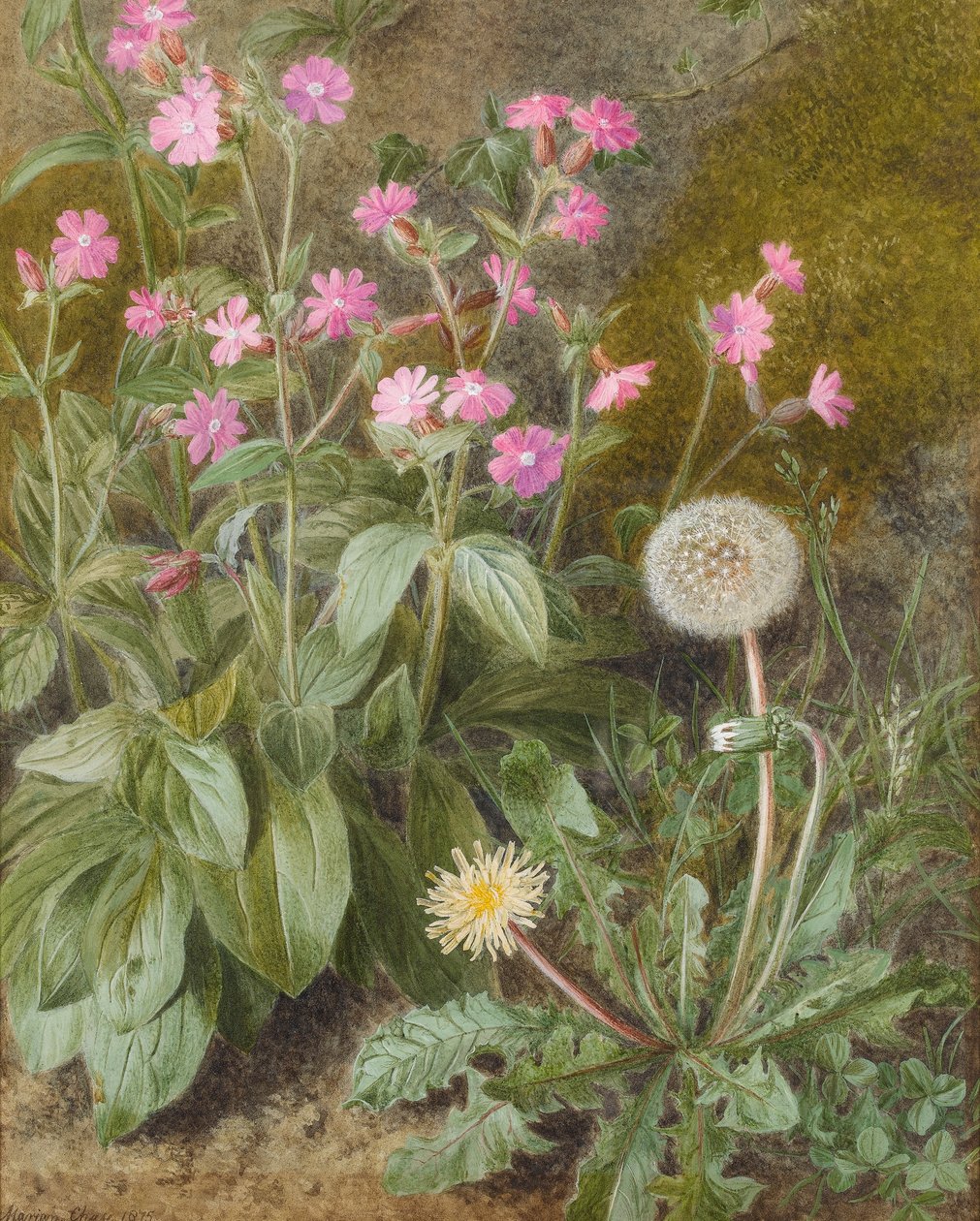 Rose Campions and Dandelion, 1875 (wc på papper) av Marion Chase