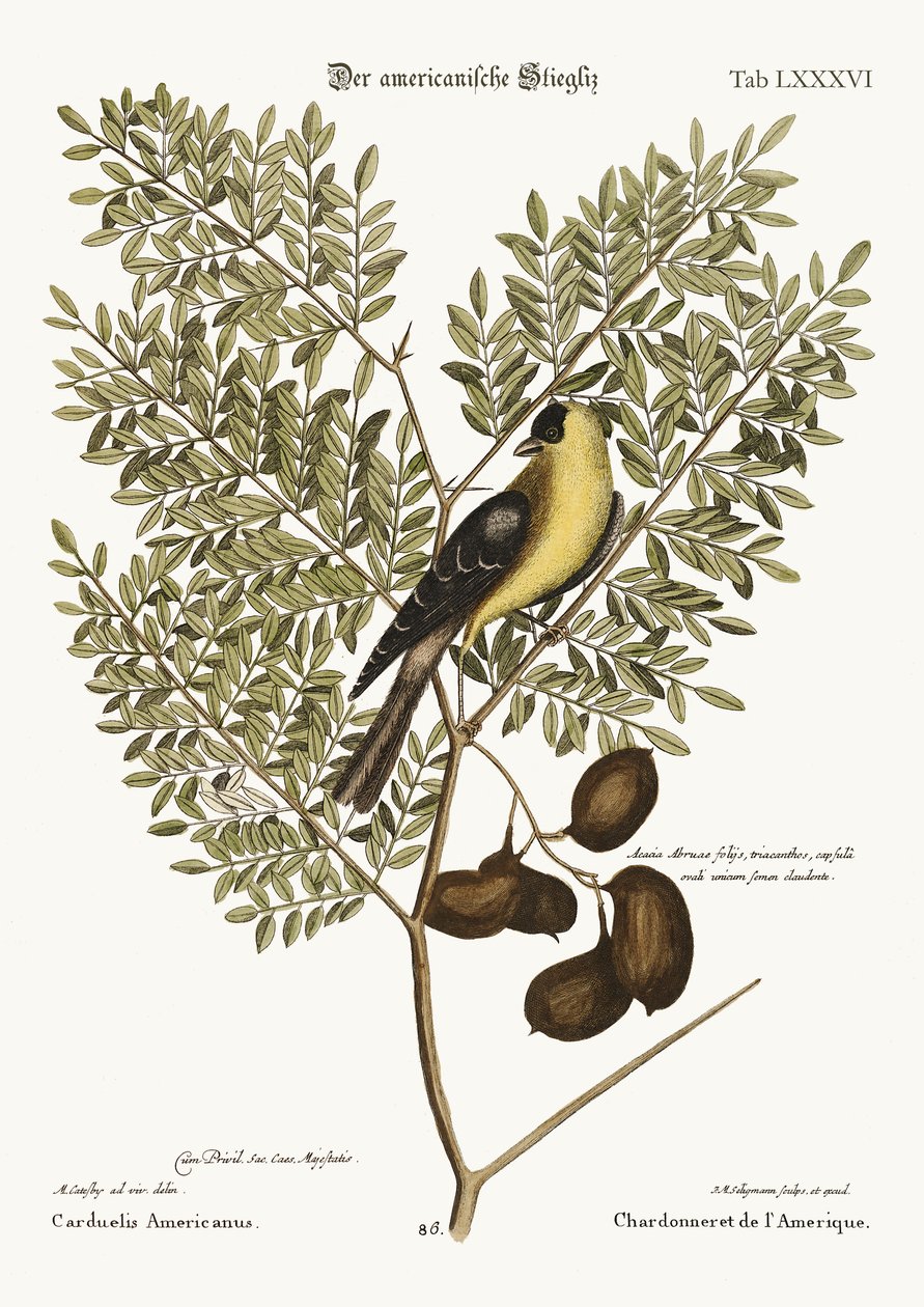 Den amerikanska guldfinken, 1749-73 av Mark Catesby