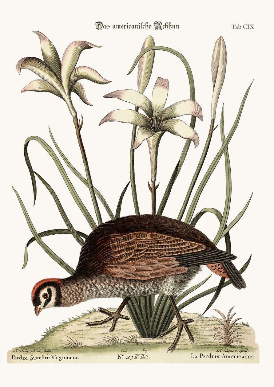 Den amerikanska rapphönan, 1749-73 av Mark Catesby