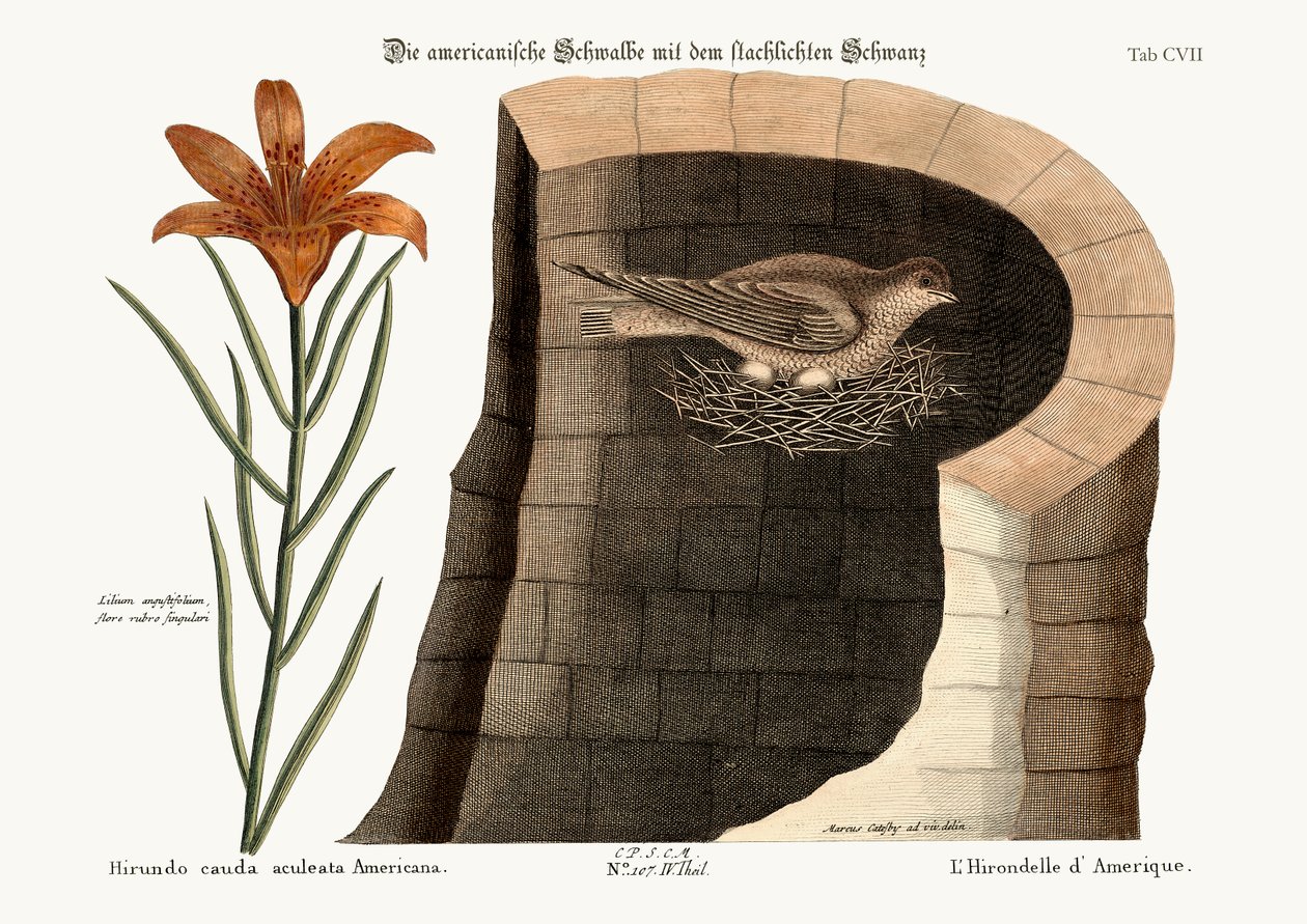 Den amerikanska svalan, 1749-73 av Mark Catesby