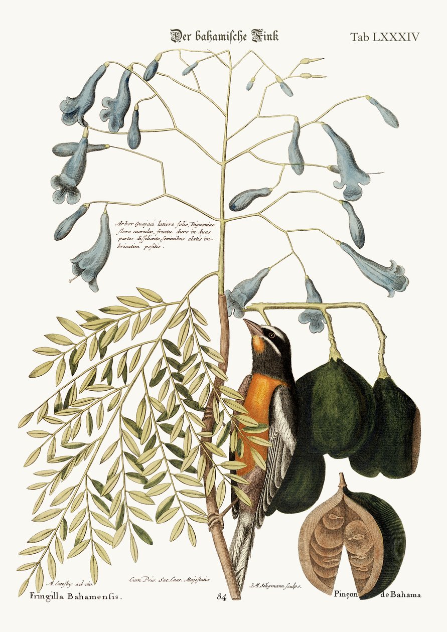 Bahamafinken, 1749-73 av Mark Catesby