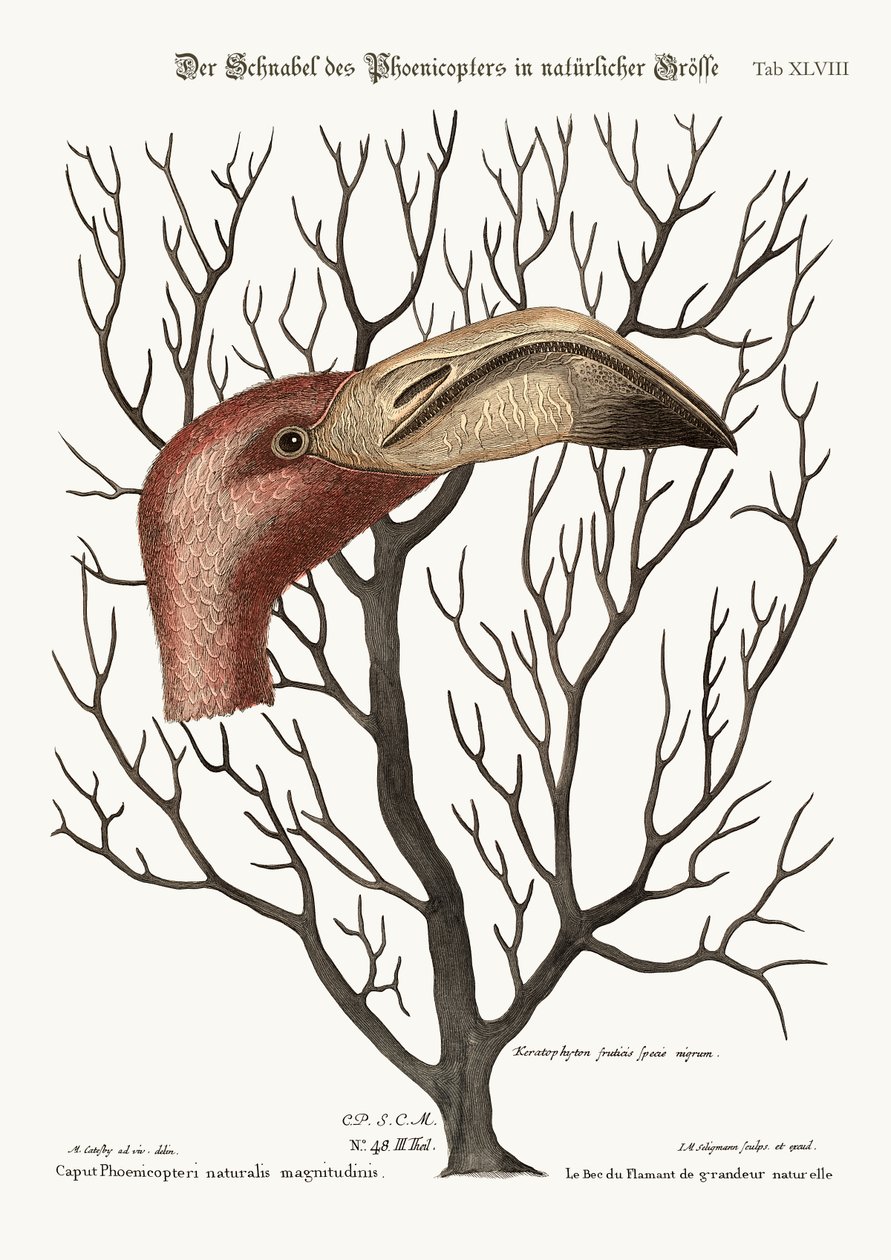 The Bill of the Flamingo i dess fullständiga dimensioner, 1749-73 av Mark Catesby