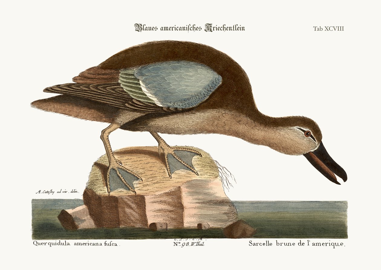 Den blåvingade krickan, 1749-73 av Mark Catesby