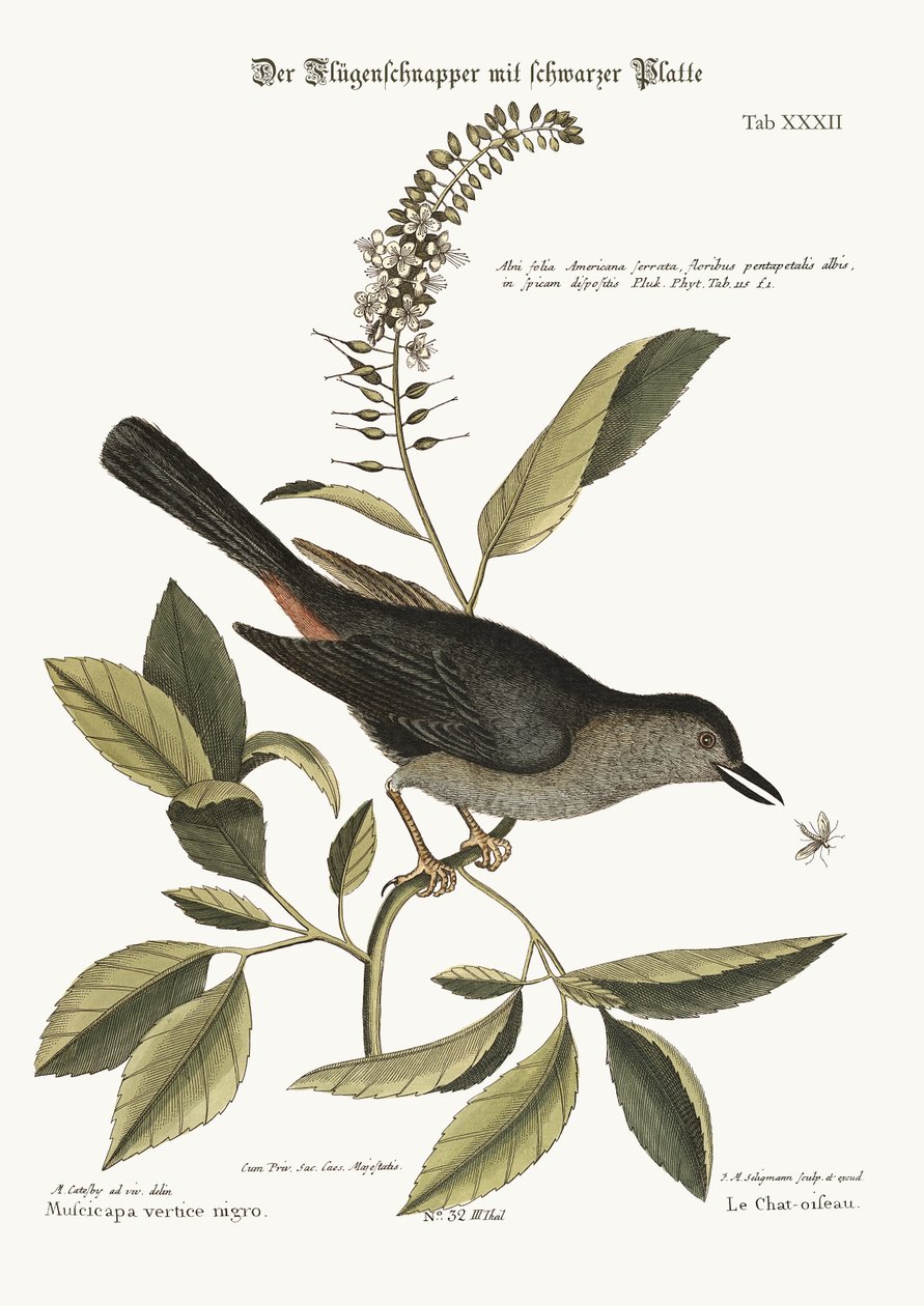 Kattfågeln, 1749-73 av Mark Catesby