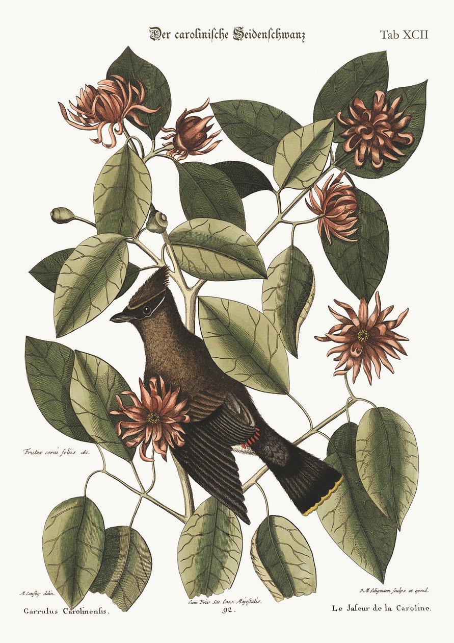 Chattaren, 1749-73 av Mark Catesby