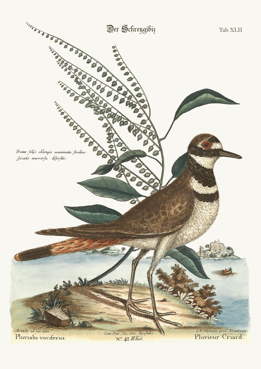 Den tjattrande ploveren, 1749-73 av Mark Catesby