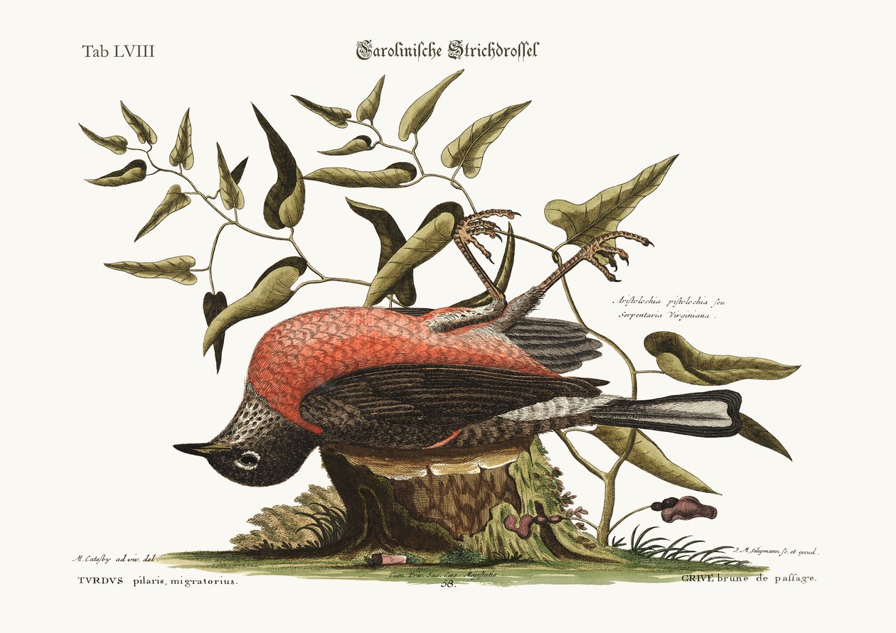 Fältfåglar i Carolina, 1749-73 av Mark Catesby