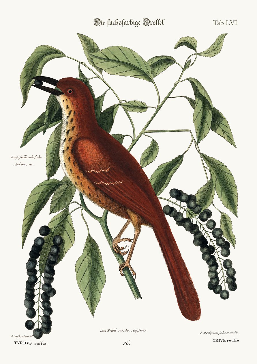 Den rävfärgade trasten, 1749-73 av Mark Catesby