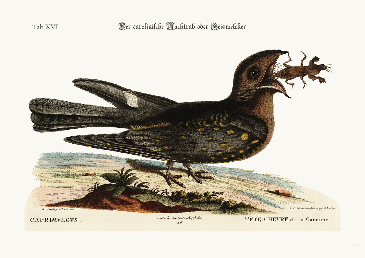 Getsugaren av Carolina, 1749-73 av Mark Catesby