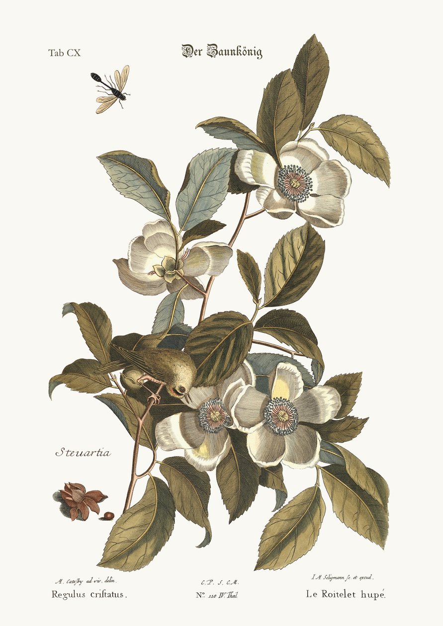 Den gyllene kungsfågeln, 1749-73 av Mark Catesby