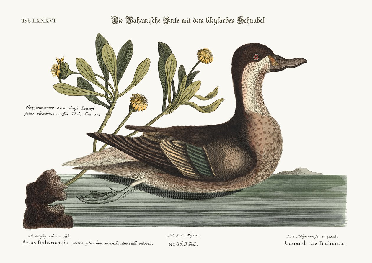 Ilathera-ankan, 1749-73 av Mark Catesby