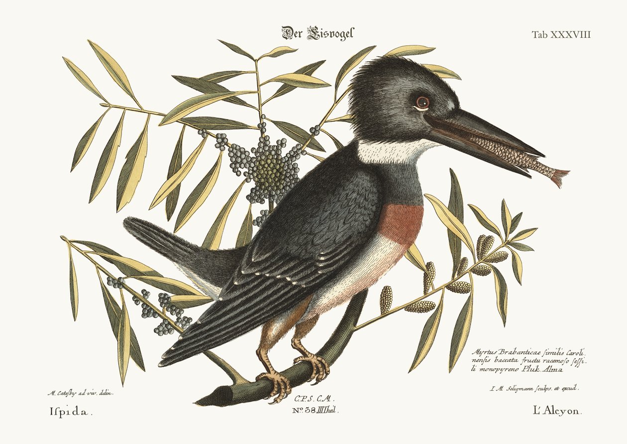 Kungsfiskaren, 1749-73 av Mark Catesby