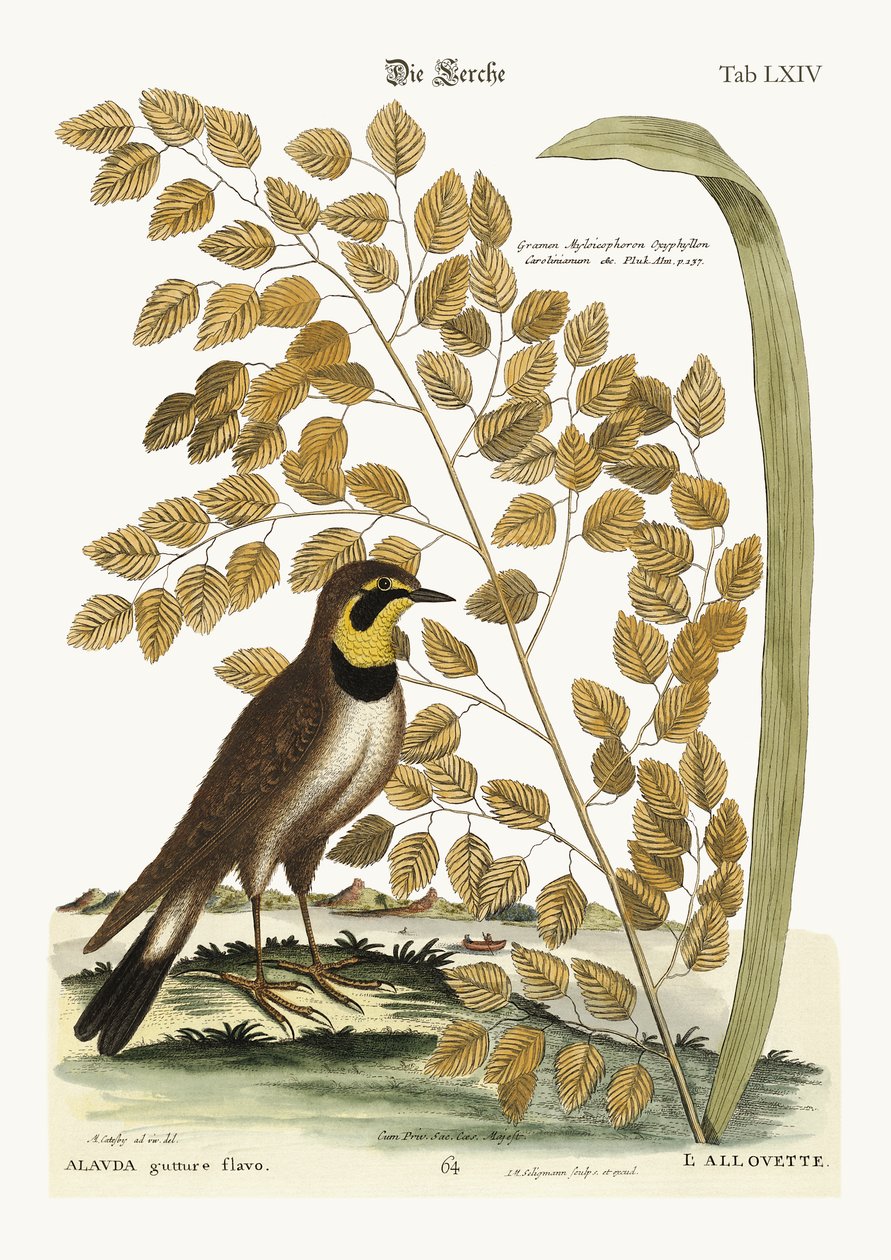 The Lark, 1749-73 av Mark Catesby