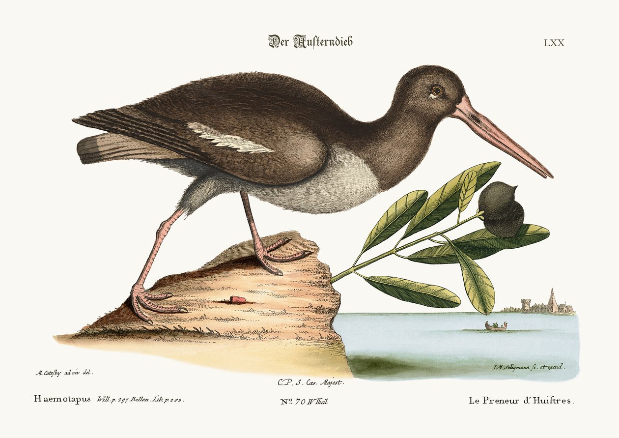 Ostronfångaren, 1749-73 av Mark Catesby