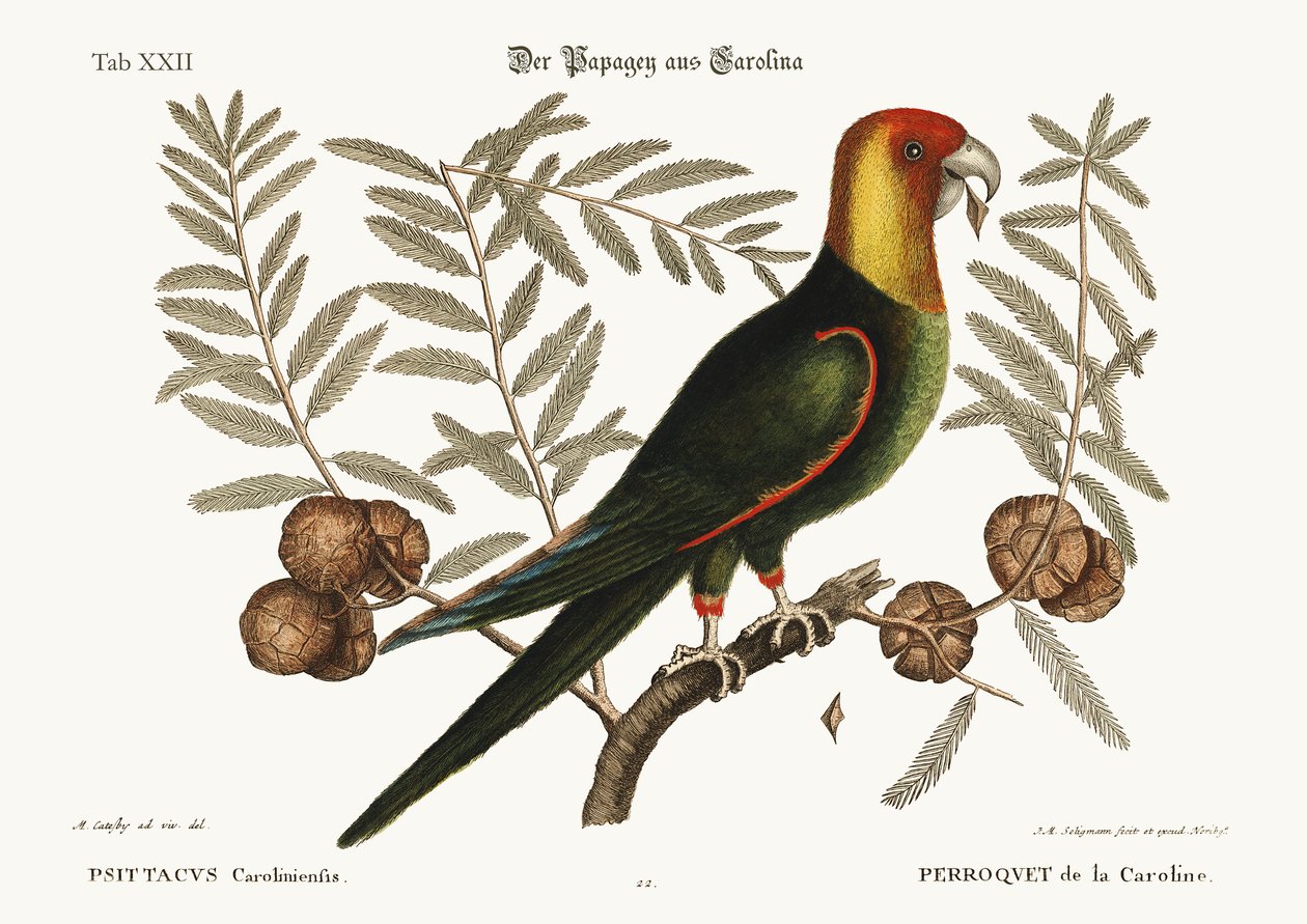 Papegojan av Carolina, 1749-73 av Mark Catesby
