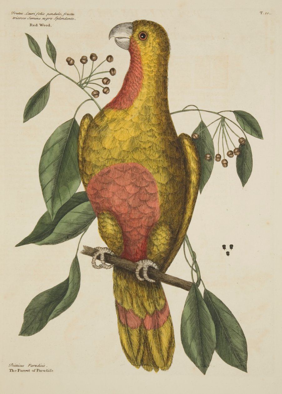 "The Parrot of Paradise", från The Natural History of Carolina, Florida och Bahamaöarna, 1731 av Mark Catesby