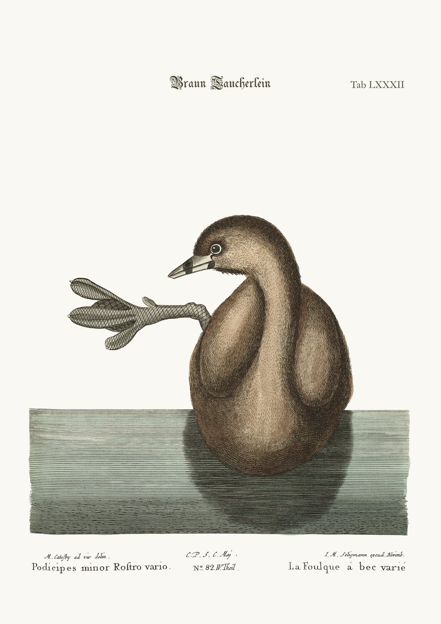 Dobchick med rotting, 1749-73 av Mark Catesby