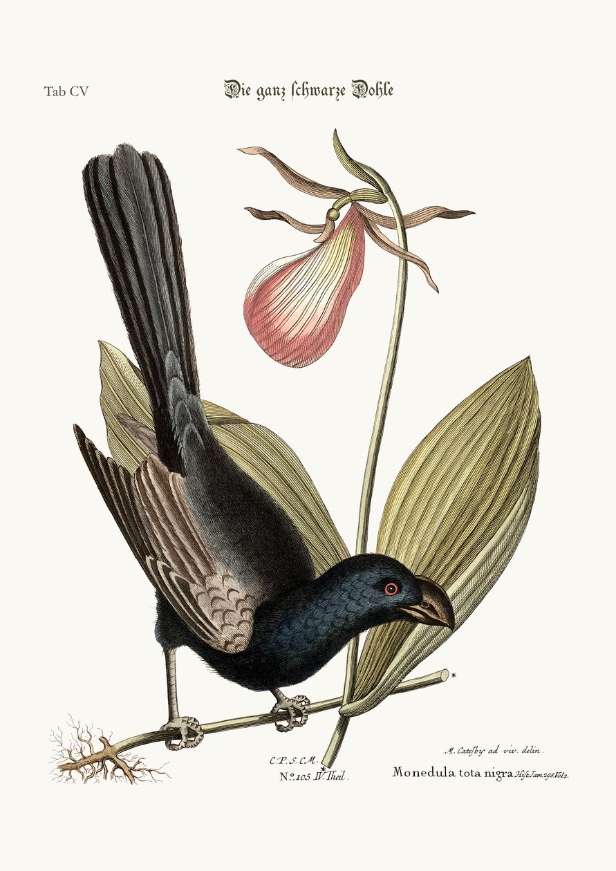 Den razor-nedklädda svartfågeln på Jamaica, 1749-73 av Mark Catesby