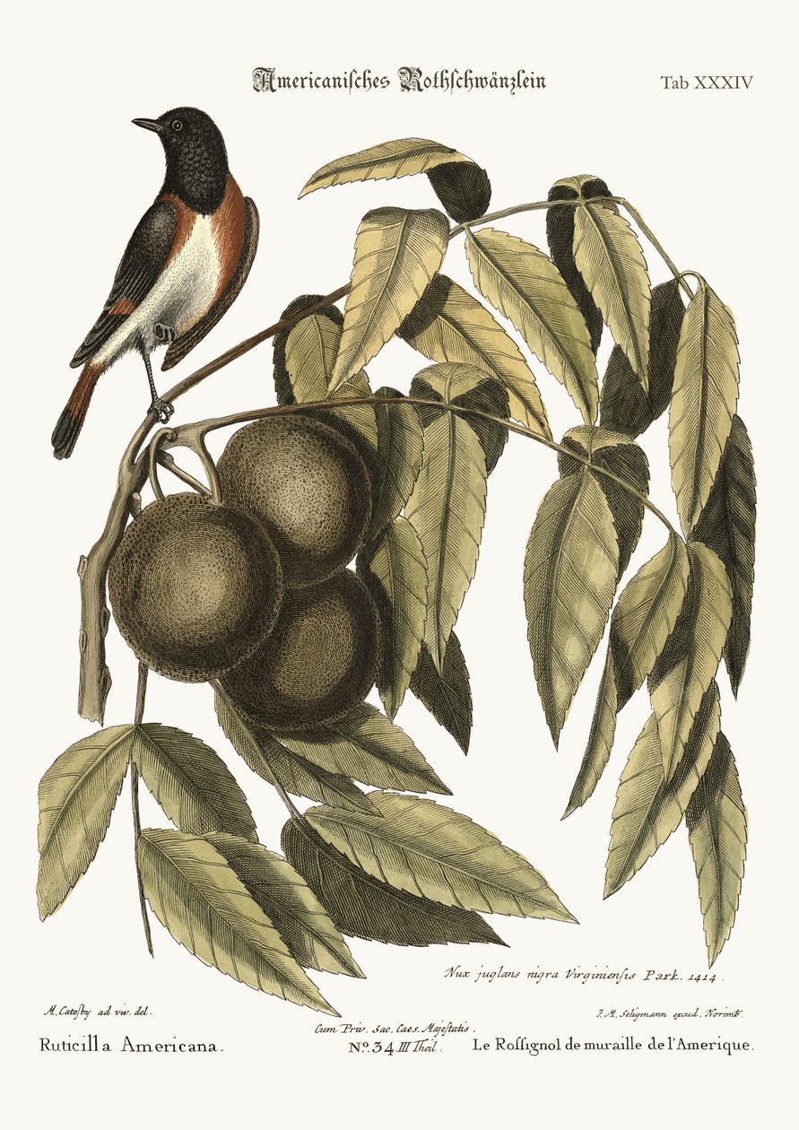 Rödstjärten, 1749-73 av Mark Catesby