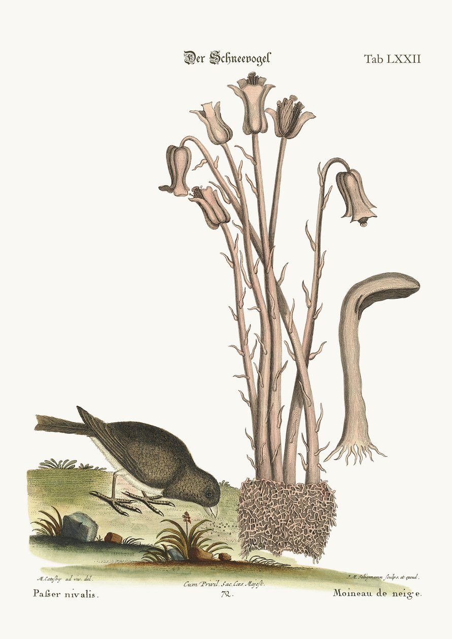 Snöfågeln, 1749-73 av Mark Catesby