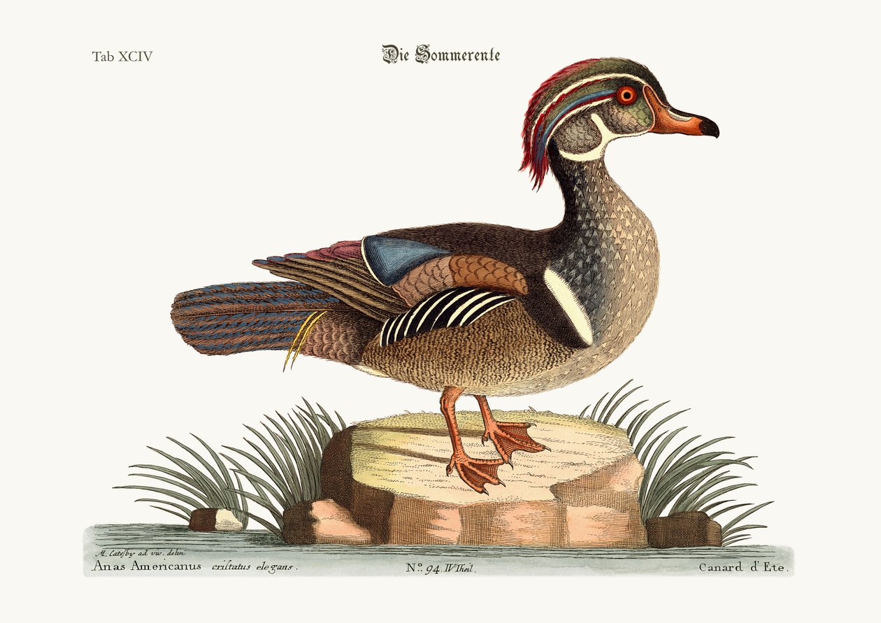 Sommarankan, 1749-73 av Mark Catesby