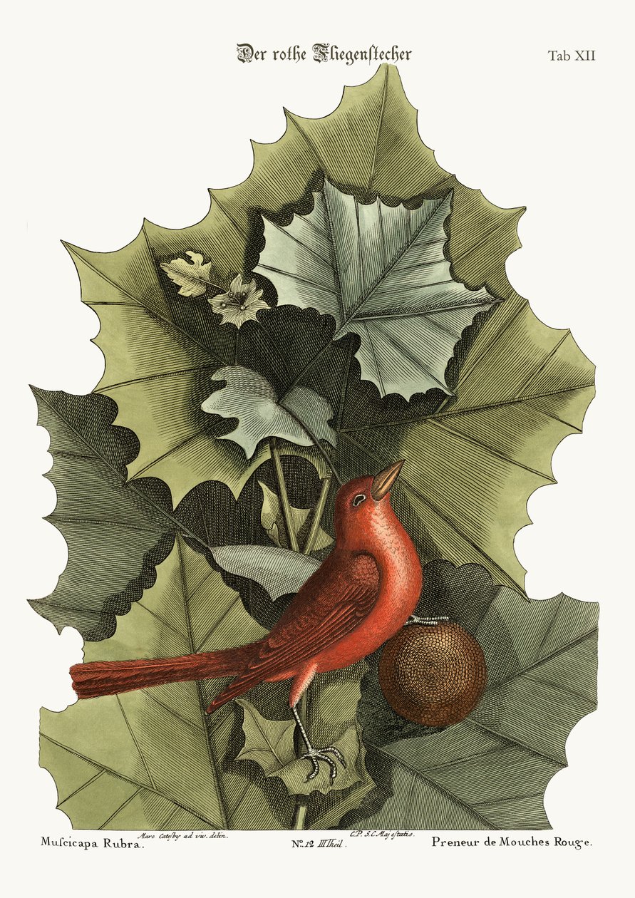 Sommarens rödfågel, 1749-73 av Mark Catesby