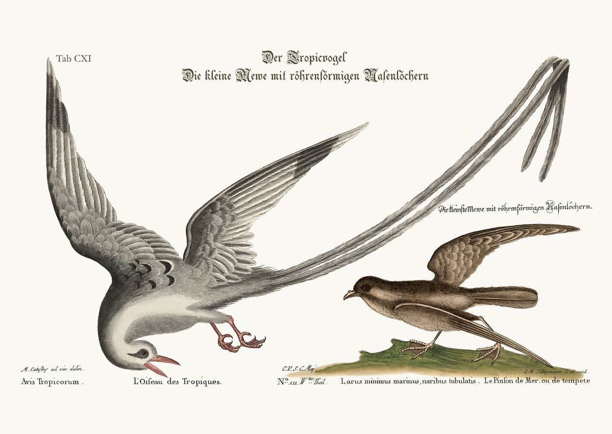 Tropickfågeln. Storm-Finck eller Pittrel, 1749-73 av Mark Catesby
