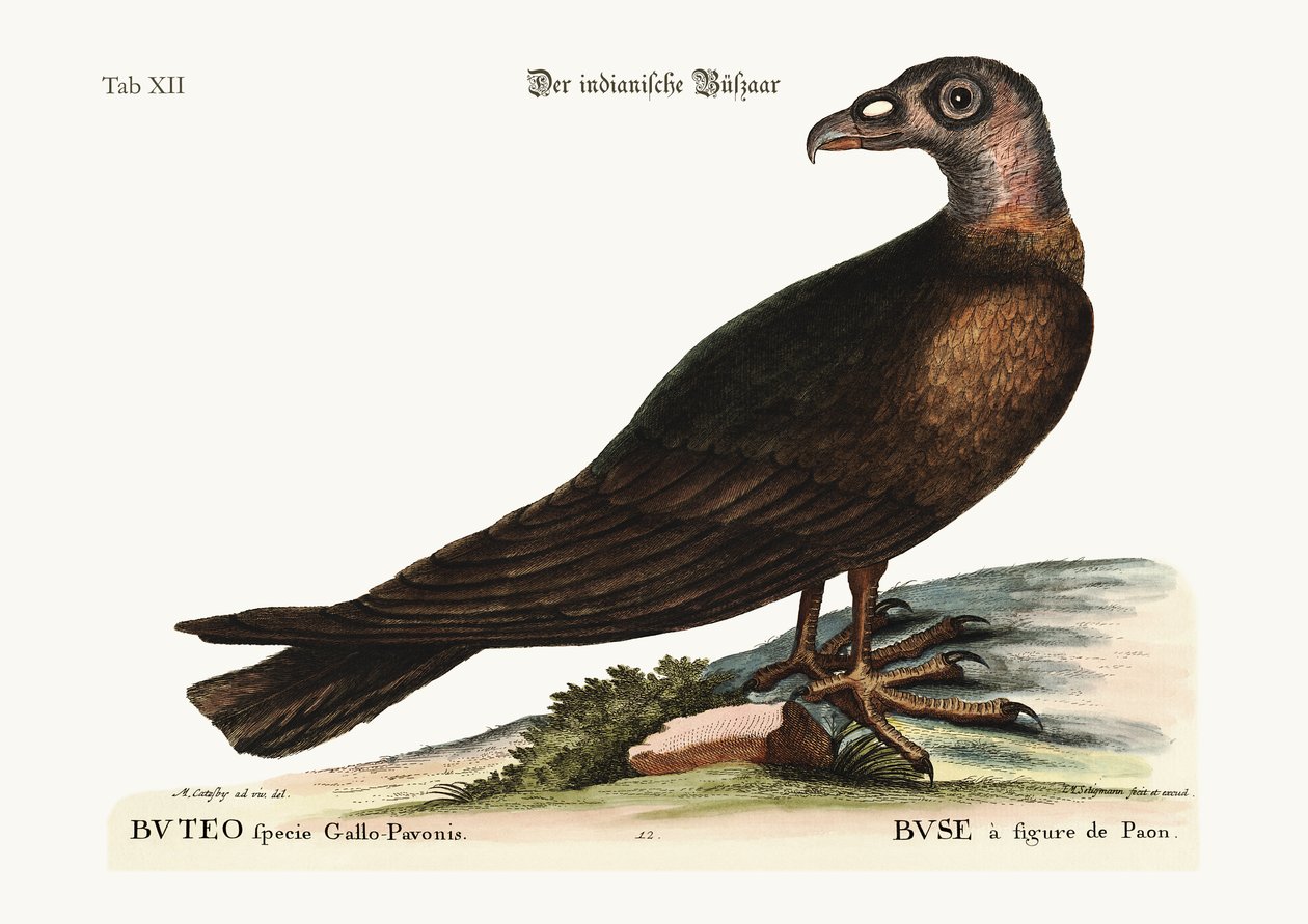 Turkiet vråken, 1749-73 av Mark Catesby