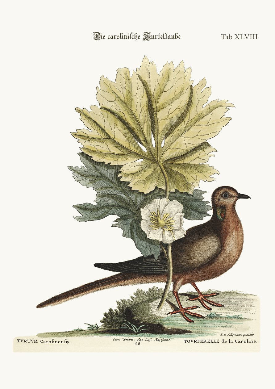 Sköldpaddan från Carolina, 1749-73 av Mark Catesby
