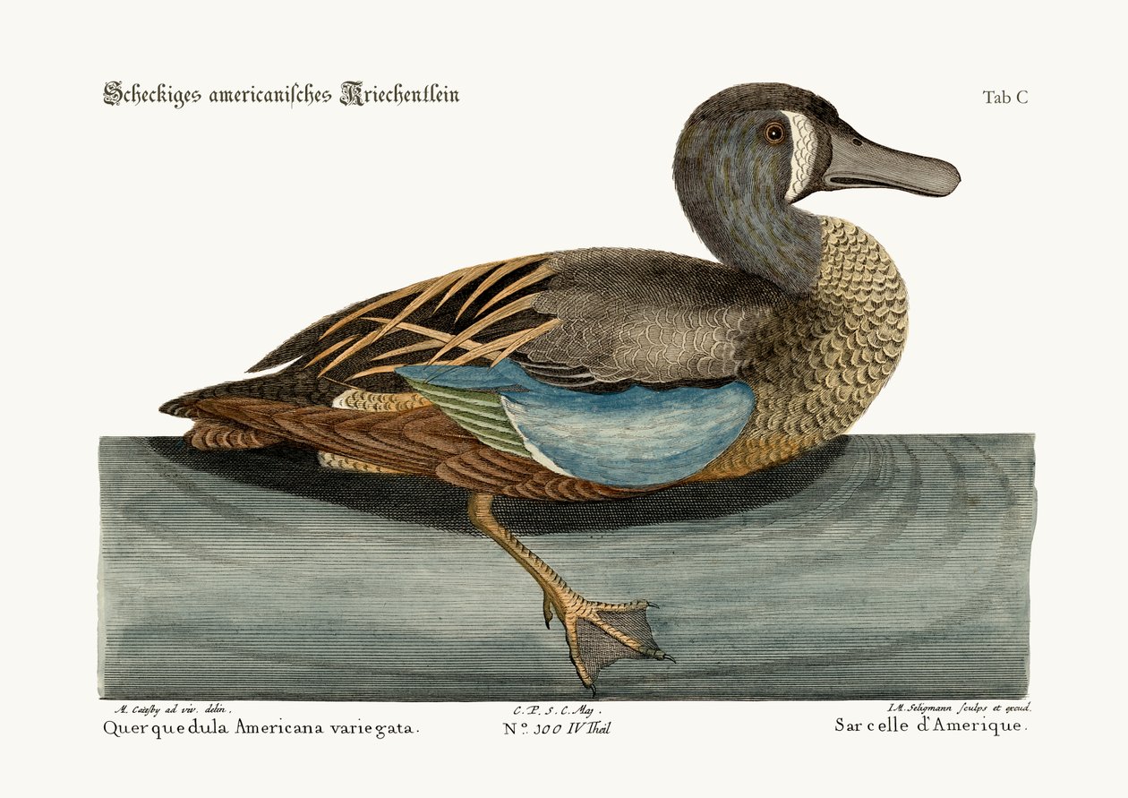 Den vita krickan, 1749-73 av Mark Catesby