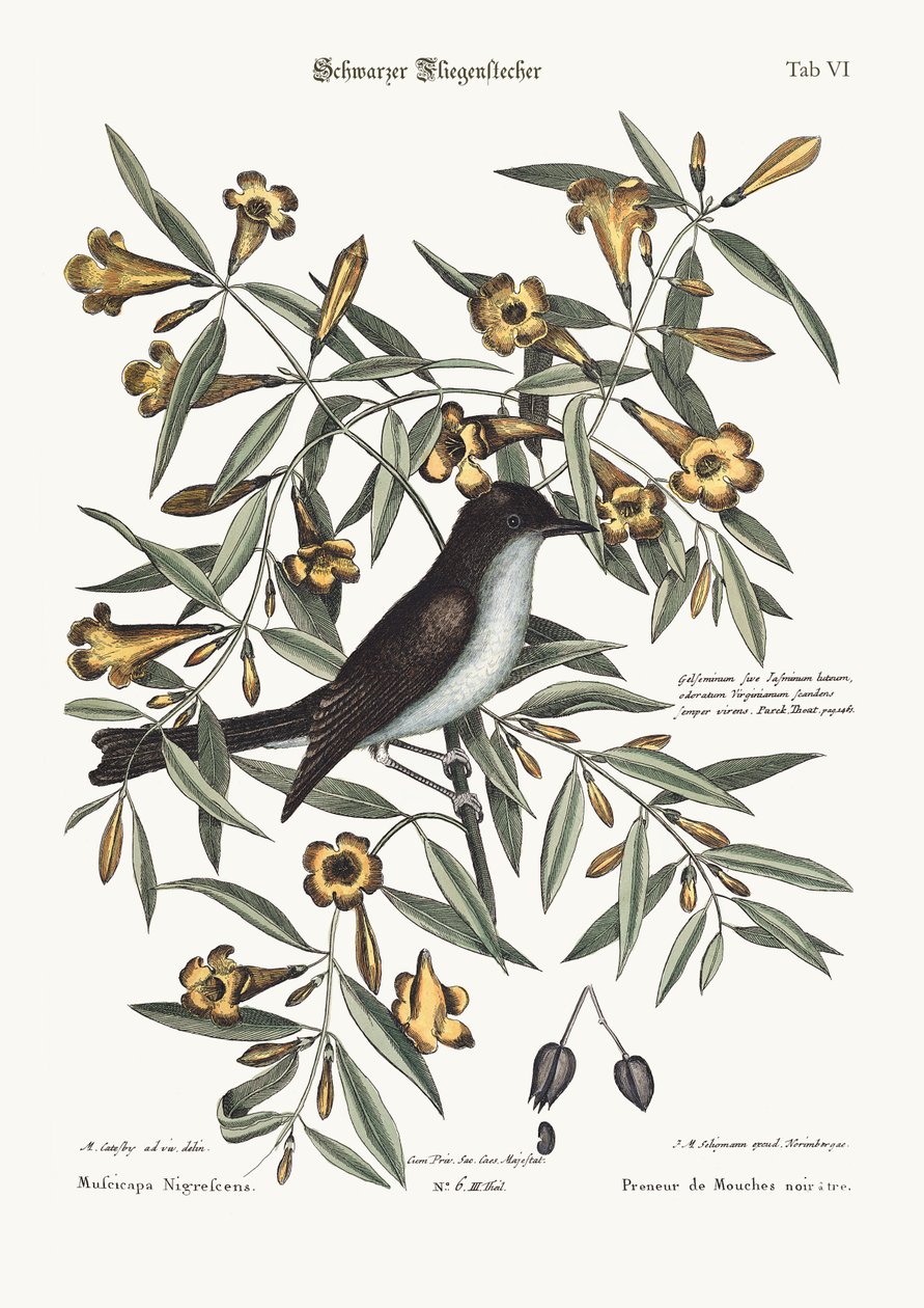 Den svarthätta flugsnapparen, 1749-73 av Mark Catesby