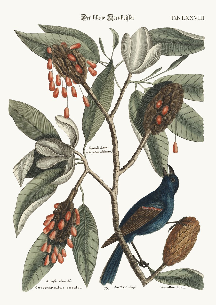 Den blå Gross-beak, 1749-73 av Mark Catesby