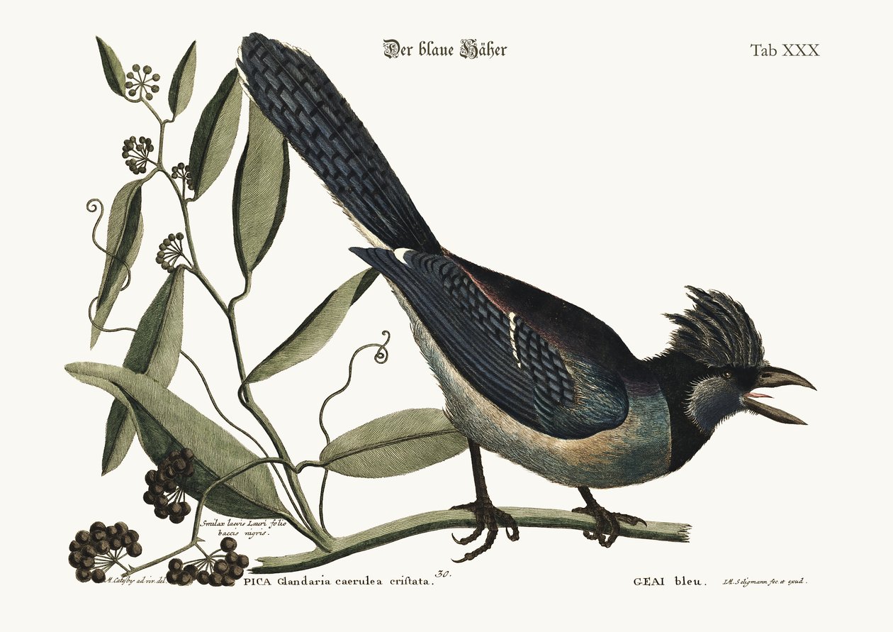 Den blå hökungen, 1749-73 av Mark Catesby